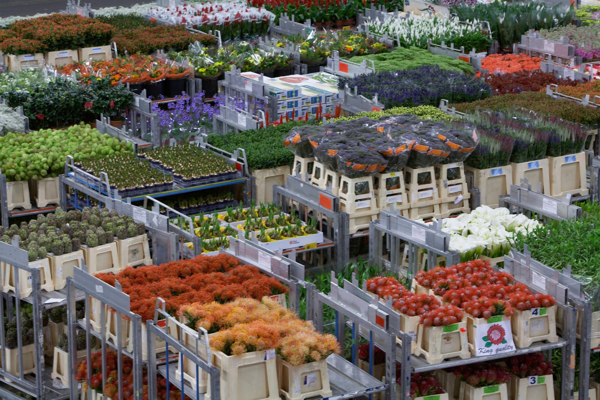 Subasta de flores Aalsmeer Holanda - Países Bajos