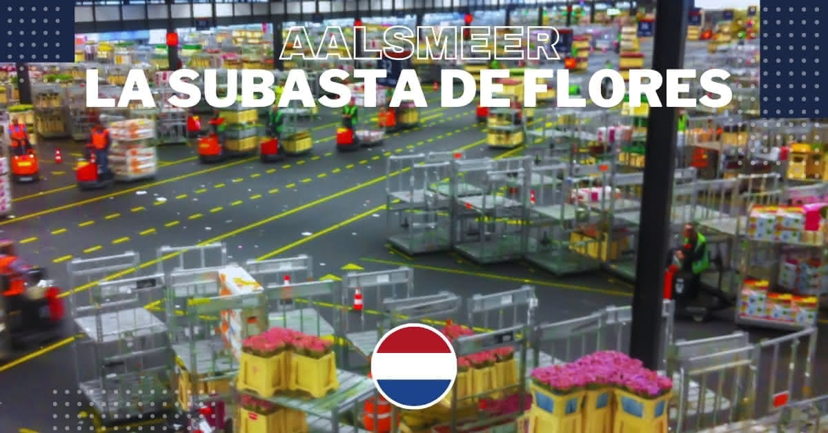 subasta-de-flores-aalsmeer