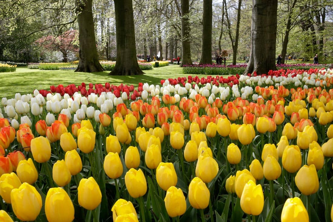 Primavera Holanda - Países Bajos