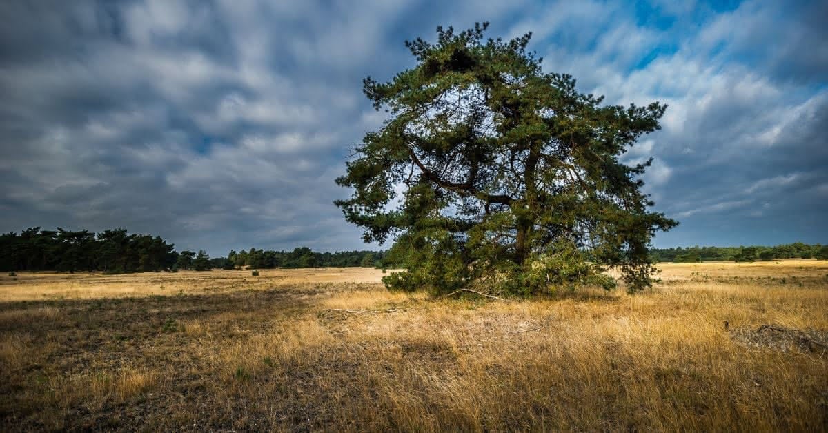 parque-nacional-hoge-veluwe-1